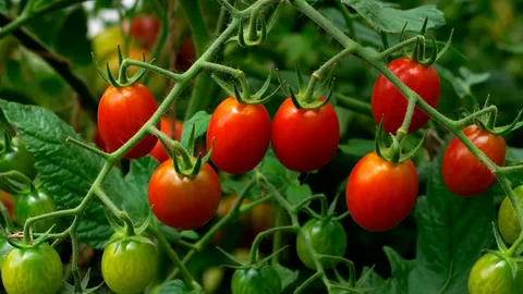 تصویر 4 از قیمت رب گوجه فرنگی قرمز با کیفیت ارزان + خرید عمده